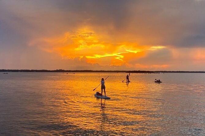 Bioluminescence Clear Kayak or Paddleboard Tour Near Orlando - Wildlife Encounters During the Tour