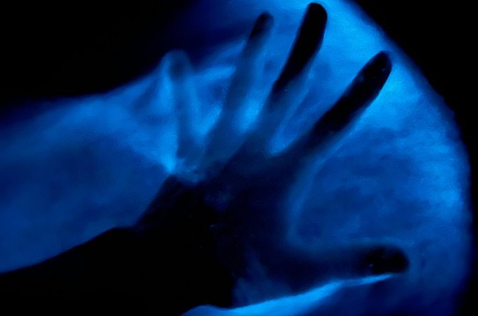 Bioluminescent Kayak Tour in Floridas Indian River Lagoon - Why This Tour Stands Out Among Florida Night Activities