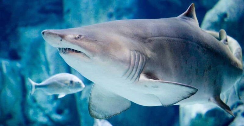 Bioparc Aquarium of Gijon Entry Ticket - Key Points