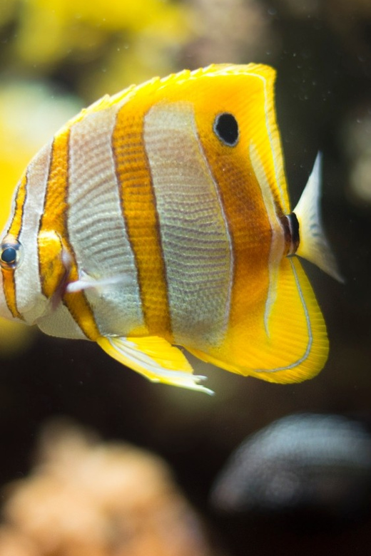 Bioparc Aquarium of Gijon Entry Ticket - Interactive Touch Pools: A Hands-On Marine Encounter