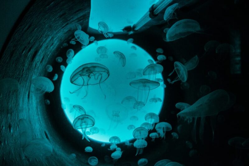 Bioparc Aquarium of Gijon Entry Ticket - Practical Details: Visiting, Accessibility, and Pacing