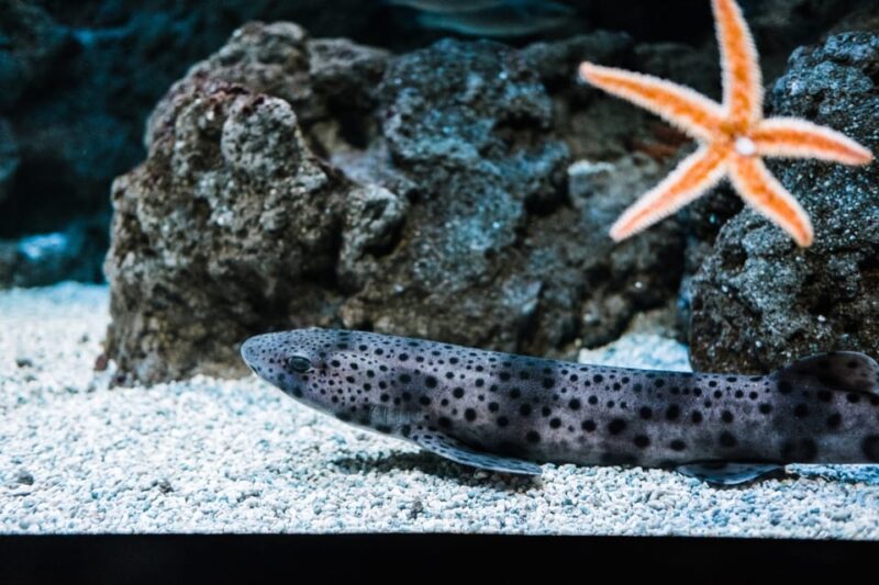 Bioparc Aquarium of Gijon Entry Ticket - Who Will Appreciate This Experience Most