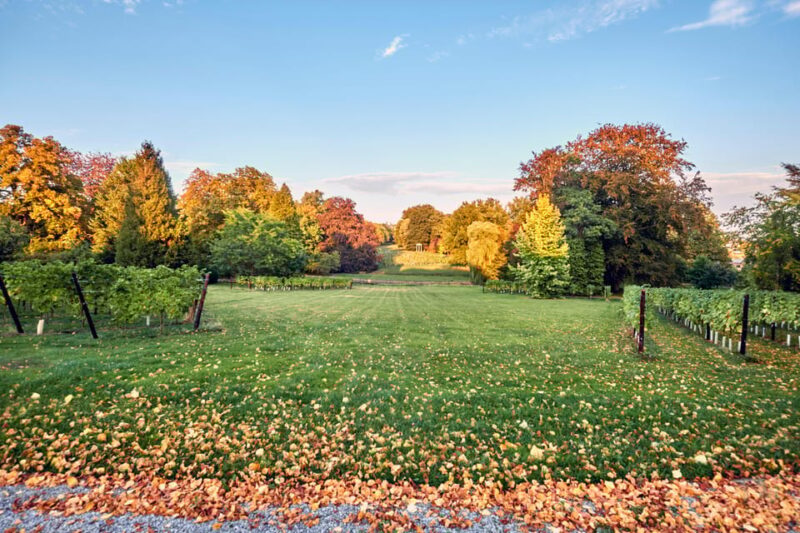 Bioul (near Dinant) : Château de Bioul Tour and Wine Tasting - Logistics: Tour Structure and Accessibility