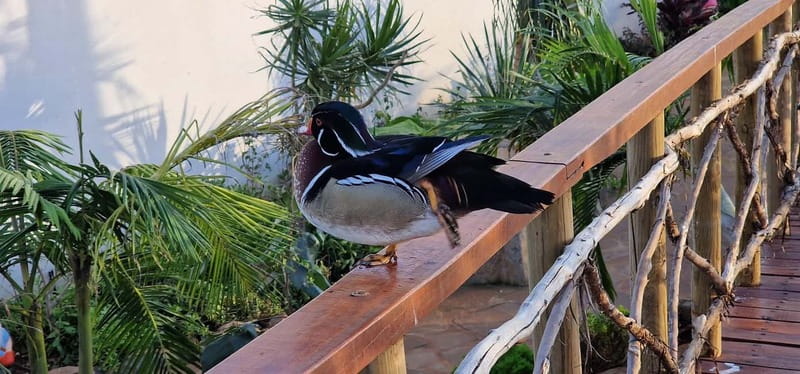 Bird Island sweet west tour - Bird Island and the Over 300 Bird Species