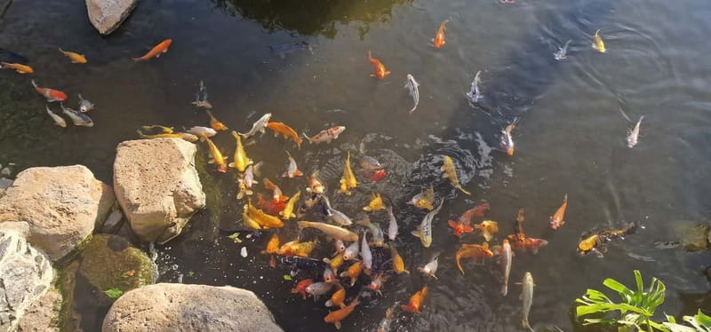 Bird Island sweet west tour - Madeira’s West Coast: A Scenic and Cultural Journey