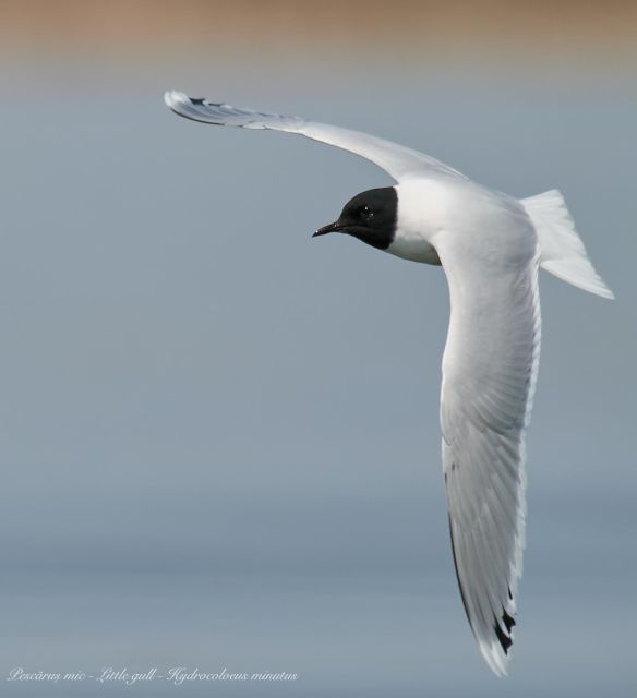 Bird Watching and Photography Private Tour near Constanta - The Logistics and Transport of the Tour
