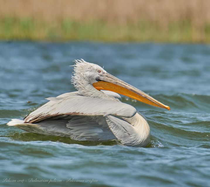 Bird Watching and Photography Private Tour near Constanta - Practical Details and Tips for Participants
