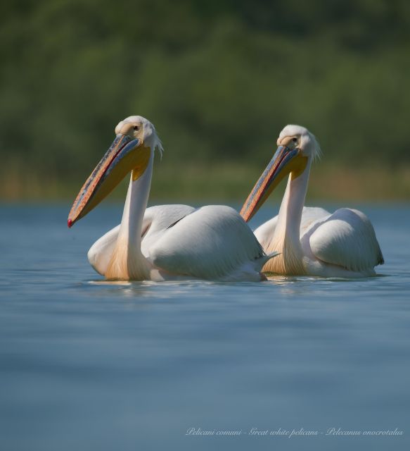 Bird Watching and Photography Private Tour near Constanta - The Experience for Bird Enthusiasts and Photographers
