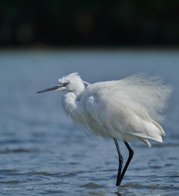 Bird Watching and Photography Private Tour near Constanta - Who Would Enjoy This Tour Most