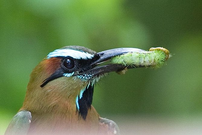 Bird watching ecofriendly tour from Cancun & Riviera Maya - What Birds Can You Expect to See in the Jungle?