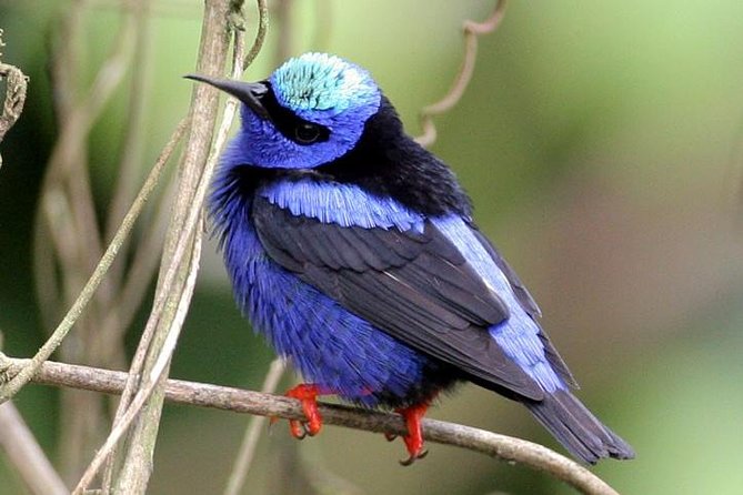 Bird watching ecofriendly tour from Cancun & Riviera Maya - The Experience of Bird Watching in the Yucatan Jungle