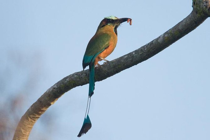 Bird watching ecofriendly tour from Cancun & Riviera Maya - Included Amenities and Practical Details for a Comfortable Day