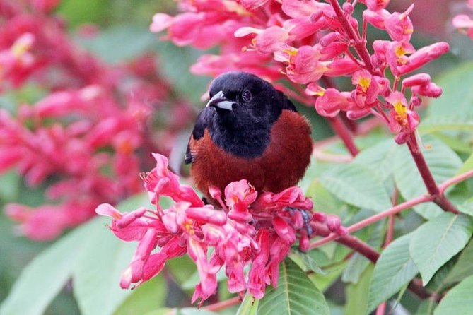 Bird watching ecofriendly tour from Cancun & Riviera Maya - Safety and Health Protocols in Response to COVID-19