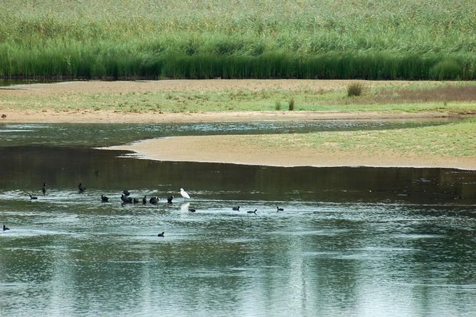 Bird Watching in Albufeira Lagoon - Frequently Asked Questions