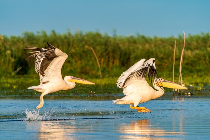 Bird watching in Danube Delta - Private day tour from Bucharest - Discover the Unique Appeal of the Bird Watching in Danube Delta Tour