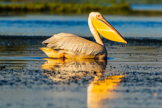 Bird watching in Danube Delta - Private day tour from Bucharest - Exploring the Danube Delta’s UNESCO Heritage Status and Natural Beauty