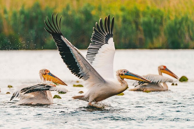 Bird watching in Danube Delta - Private day tour from Bucharest - Who Will Enjoy This Tour Most?