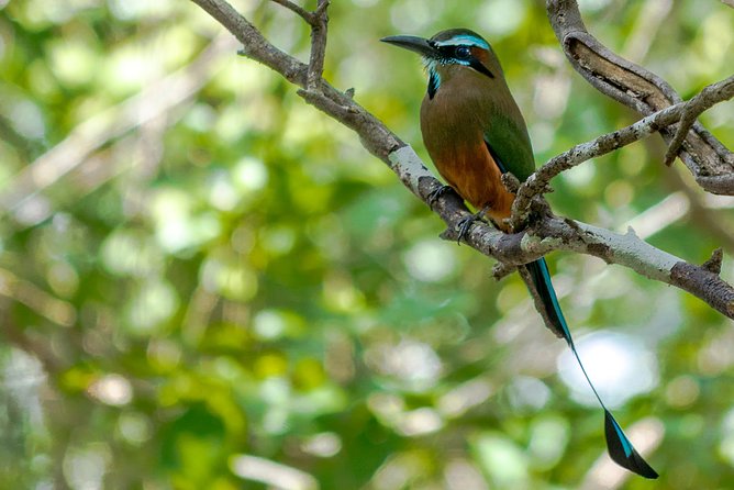 Bird Watching in Sian Ka´an Muyil - Key Points