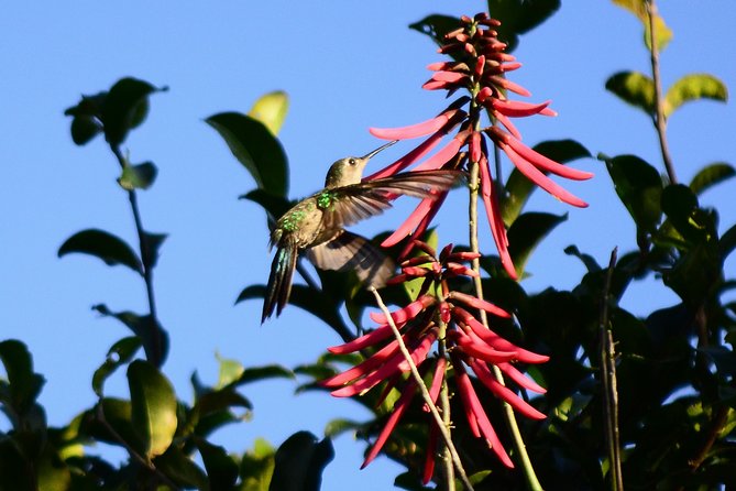 Bird Watching in Sian Ka´an Muyil - Equipment and Additional Options