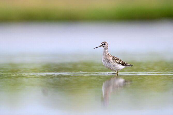 Bird Watching Private Tour in Copenhagen - Key Points