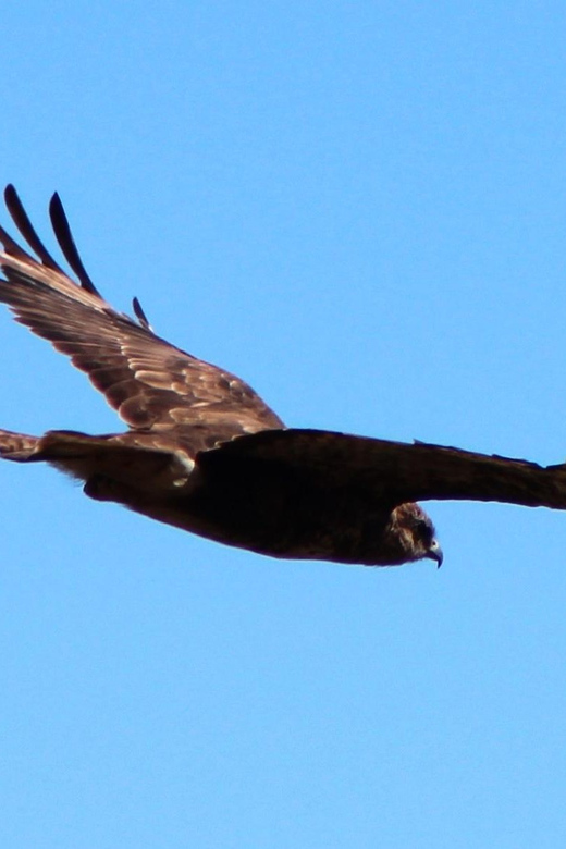 Bird Watching The Raptors - Bird Watching The Raptors: An Up-Close Look at Madeira’s Endemic Predators for $57