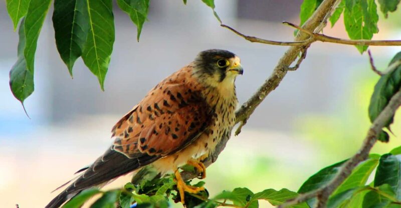 Bird Watching The Raptors - Visiting Nesting Areas and Hunting Grounds