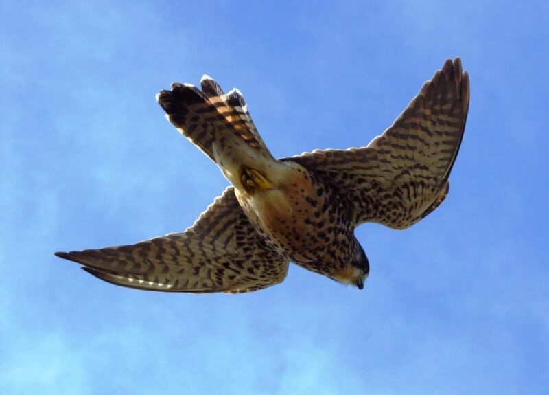 Bird Watching The Raptors - Practical Tips for Participants