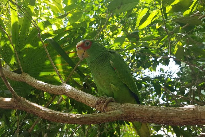 Bird Watching Tour Huatulco HT - The Role of the Guide in Your Birding Journey