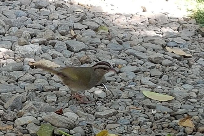 Bird Watching Tour Huatulco HT - The Review Highlights: Satisfied Birders and Expert Guides