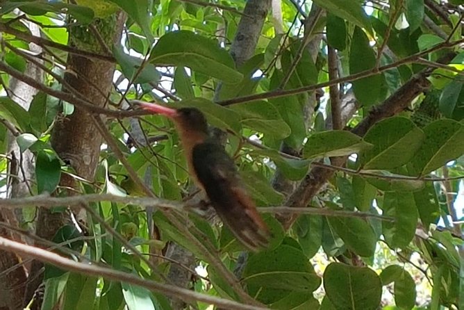 Bird Watching Tour Huatulco HT - Final Thoughts on the Huatulco Bird Watching Tour