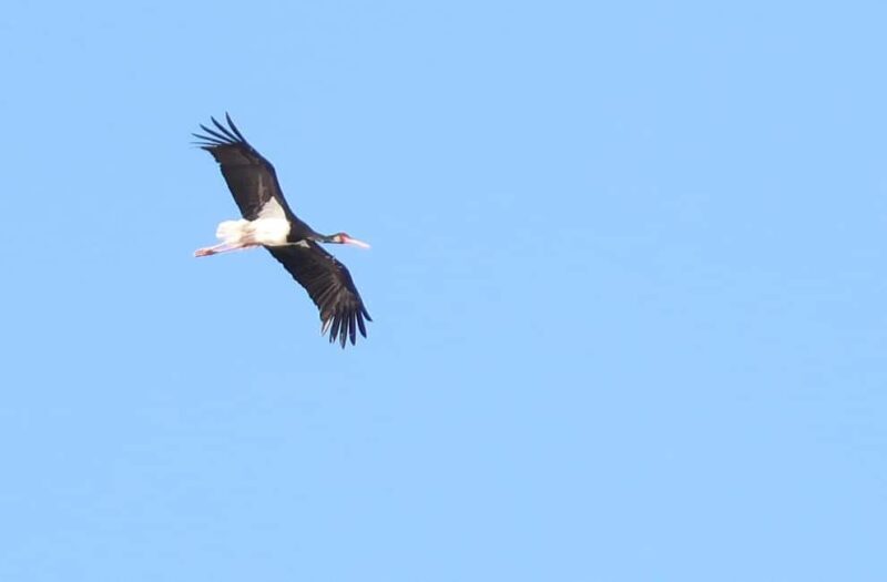 Bird Watching tour in Natural Park near Riga (Latvia) - Key Points