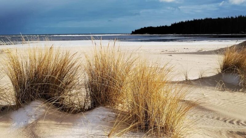 Bird Watching tour in Natural Park near Riga (Latvia) - Exploring Kemeri National Parks Unique Wetlands and Forests
