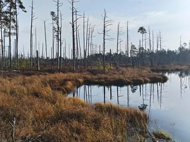 Bird Watching tour in Natural Park near Riga (Latvia) - Old Kemeri SPA Town Park and Dunduru Meadows