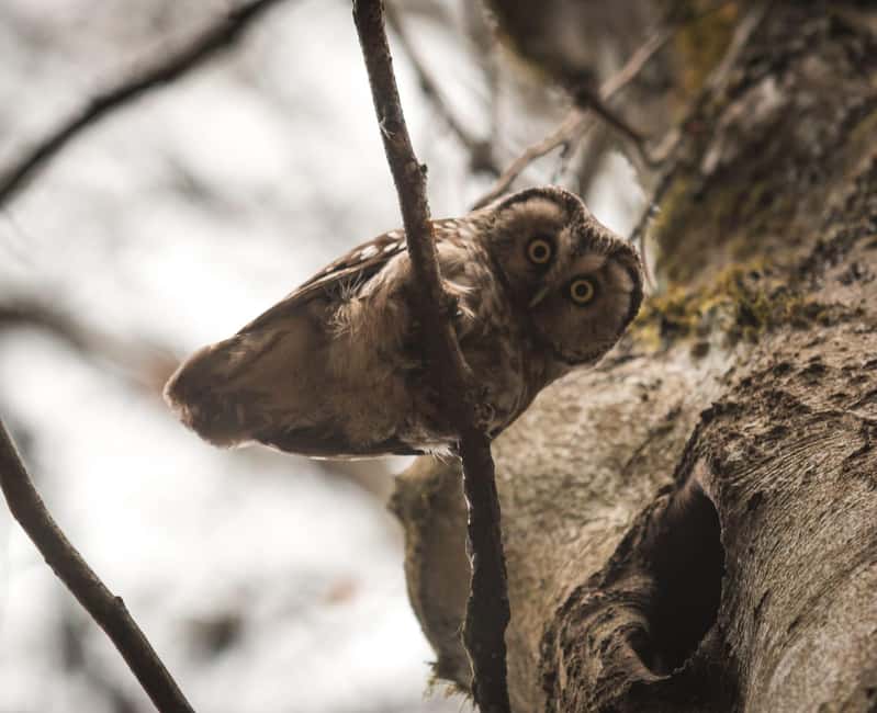 Bird Watching tour in Natural Park near Riga (Latvia) - Highlights of the Guide and Tour Experience