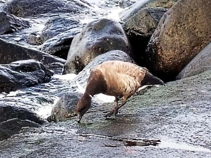 Bird Watching tour in Natural Park near Riga (Latvia) - Final Thoughts: A Birdwatcher’s Day in Latvia’s Kemeri National Park