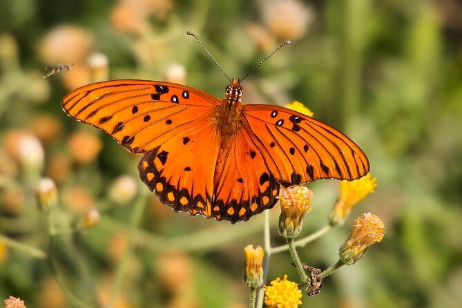 Birding San Jose Estuary Los Cabos Mexico - Guided Bird Identification and Local Stories