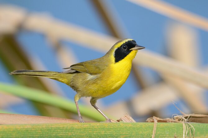 Birding San Jose Estuary Los Cabos Mexico - Who Will Enjoy This Tour the Most?