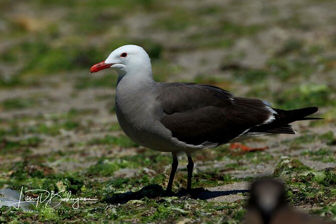 Birding Tour in La Paz Mexico - The Birding Tour in La Paz: An Introduction to Local Avian Diversity