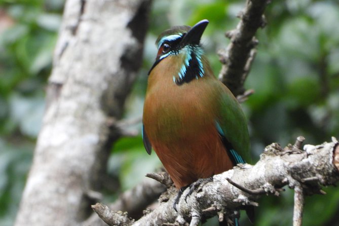 Birds of the Mayan World 1 - The Experience Led by Gills Bioexperiences
