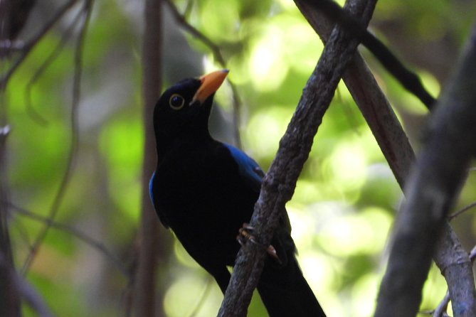 Birds of the Mayan World 1 - Who Will Appreciate This Tour Most