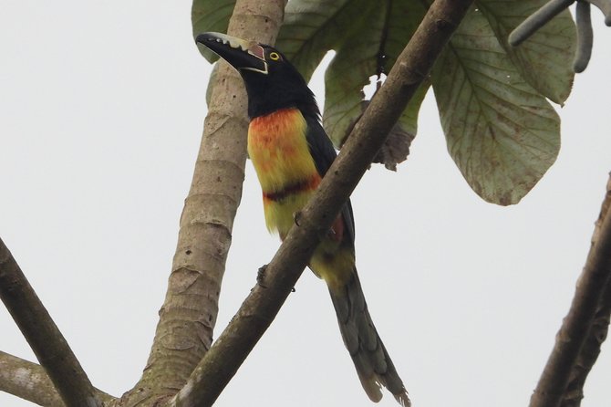Birds of the Mayan World 2 / Route of the cenotes - Birdwatching Highlights and Species Seen