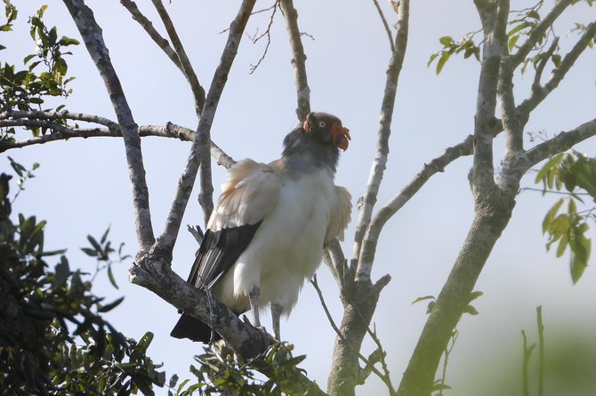Birds of the Mayan World 2 / Route of the cenotes - The Food and Refreshments