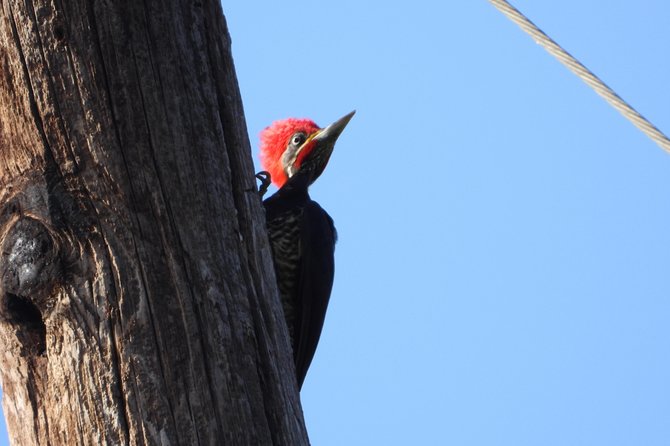 Birds of the Mayan World 2 / Route of the cenotes - Weather Considerations and Cancellation Policy