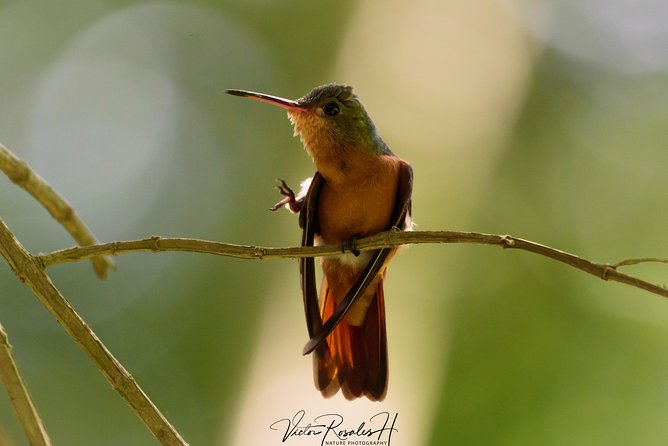 Birdwatching at The Mayan Cities with certified guide - Meet Wildlife and Primates in the Ruins Environment