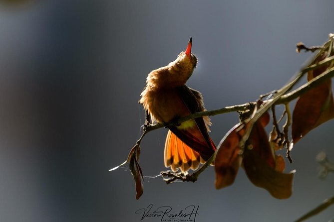 Birdwatching at The Mayan Cities with certified guide - The Expertise of Certified Birdwatching and Mayan Guides