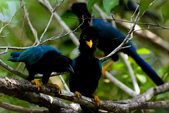 Birdwatching at The Mayan Cities with certified guide - Who Should Consider This Tour?