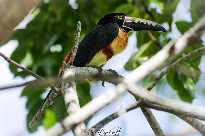 Birdwatching at The Mayan Cities with certified guide - Final Thoughts on Birdwatching at The Mayan Cities with a Certified Guide
