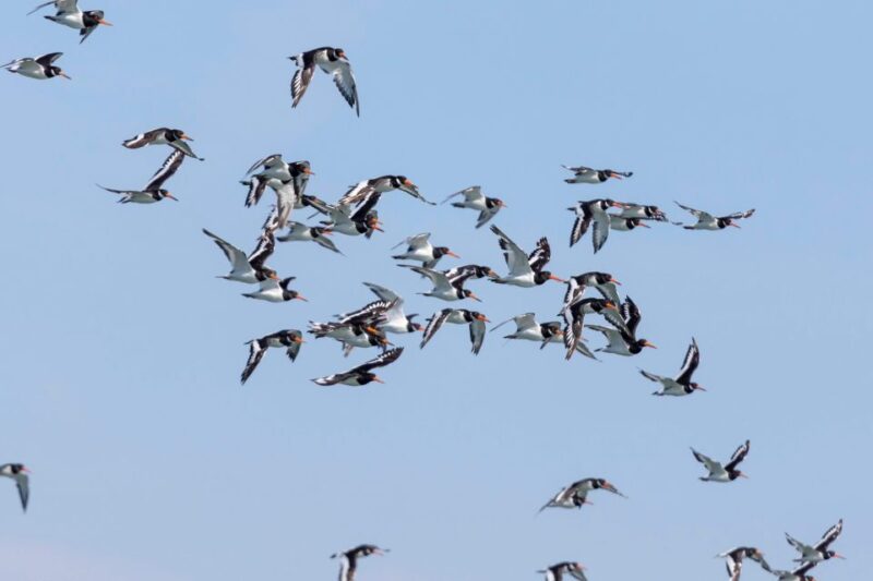 Birdwatching Boat Tour in the Tagus Estuary - Discover the Birdwatching Boat Tour in Lisbon’s Tagus Estuary