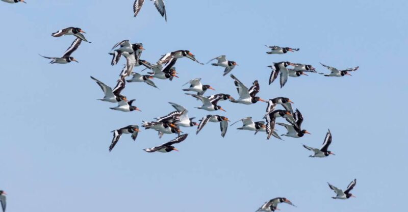 Birdwatching Boat Tour in the Tagus Estuary - Embarking Under the 25th of April Bridge