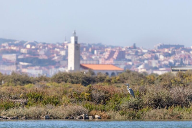Birdwatching Boat Tour in the Tagus Estuary - Visiting Marine Life and Bird Habitats